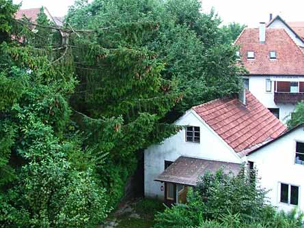 Der abgebrochene Fichtenwipfel verfehlte das Haus.