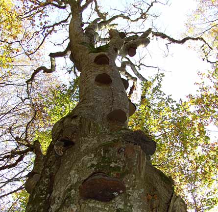 Habitatbaum mit hohem Totholzanteil und Pilzkonsolen