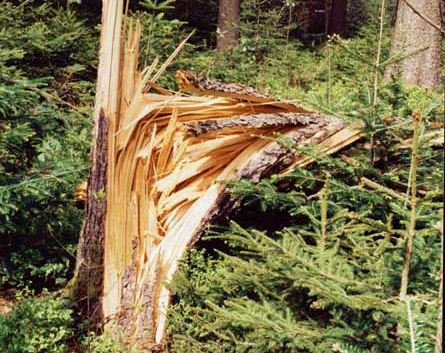 Sturmschaden: Die stabilere Tannen-Fichten-Naturverjüngung ersetzt den Fichten-Reinbestand